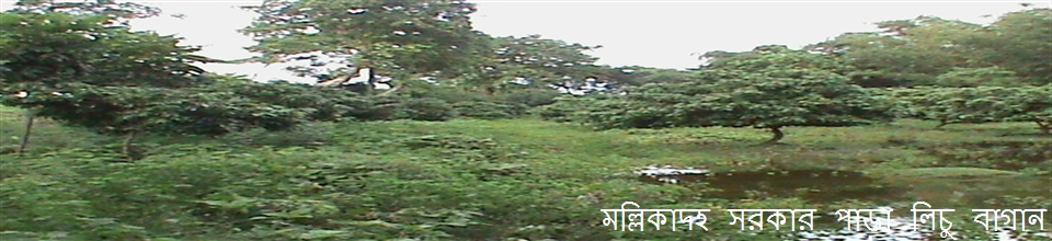 মল্লিকাদহ লিচু বাগান